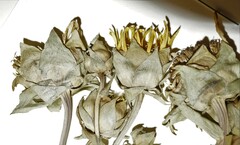 Silphium integrifolium