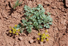 Cymopterus