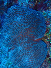 Montastraea cavernosa