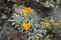 Jacobaea insubrica