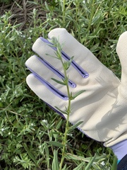 Buglossoides arvensis