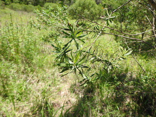 Alecrim-de-vassoura (Baccharis dracunculifolia)