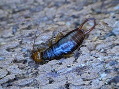 Chelidurella