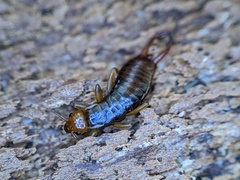 Chelidurella