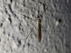 Gonomyia