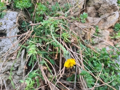 Reichardia picroides