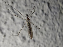 Gonomyia