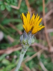 Reichardia picroides