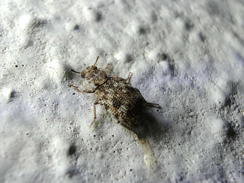 Madagascar Beetle