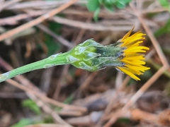 Reichardia picroides