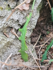 Reichardia picroides