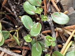 Acmispon parviflorus