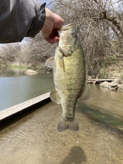 Micropterus treculii