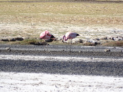 Phoenicoparrus jamesi