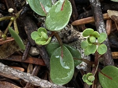 Acmispon parviflorus