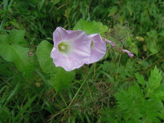 Calystegia sepium spectabilis
