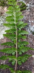 Asplenium adiantum-nigrum