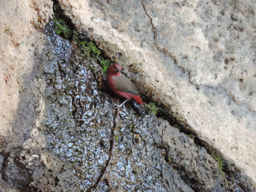 African Firefinch