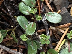Acmispon parviflorus