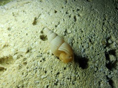 Bulimulus bonariensis