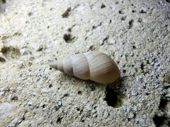 Bulimulus bonariensis
