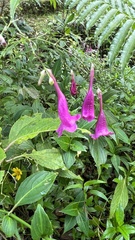 Strobilanthes hamiltoniana