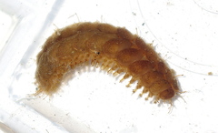 Lepidonotus squamatus image