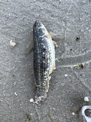 Umbra pygmaea