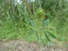 Trifolium squamosum