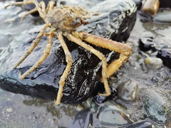 Chorilia longipes