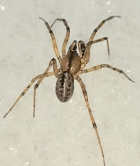 Stemonyphantes lineatus