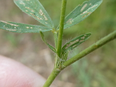 Trifolium squamosum