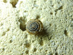 Polygyra