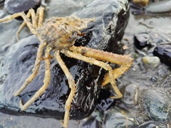Chorilia longipes