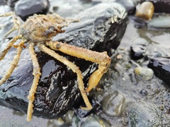 Chorilia longipes