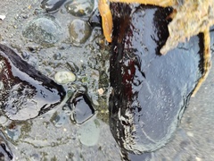 Chorilia longipes