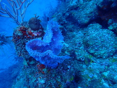 Callyspongia plicifera