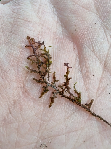 Frullania tamarisci image