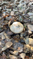 Amanita velosa