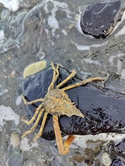 Chorilia longipes