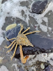 Chorilia longipes