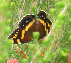 Aeropetes tulbaghia