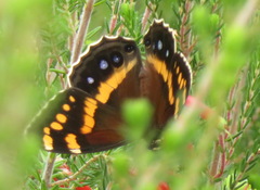 Aeropetes tulbaghia