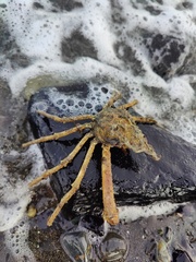 Chorilia longipes