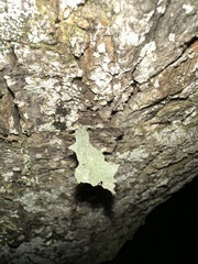 Ramalina fraxinea