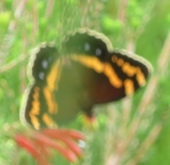 Aeropetes tulbaghia