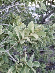 Quercus chihuahuensis