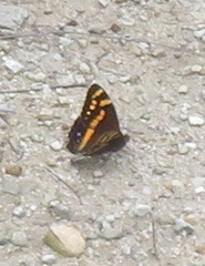 Aeropetes tulbaghia
