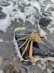 Chorilia longipes