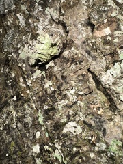 Ramalina fraxinea